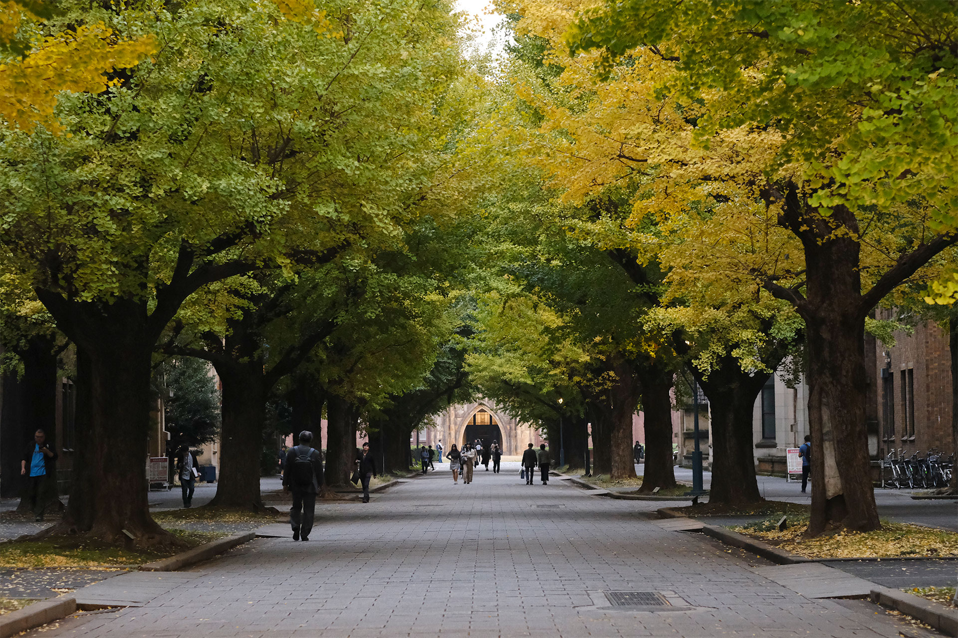 [รีวิวใบไม้เปลี่ยนสีที่ญี่ปุ่น เดือน พ.ย.] The University of Tokyo : 19 Nov. เหลืองรึยัง? เหลืองแค่ไหน? มาดูกัน…